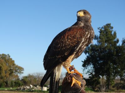 El DiaD presta servicio en la subcategoría de Djs en Cádiz