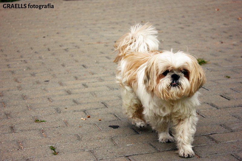 Graells fotografía presta servicio en la subcategoría de  en 