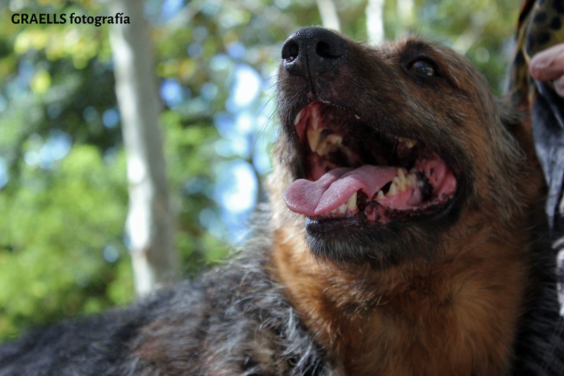 Graells fotografía presta servicio en la subcategoría de  en 