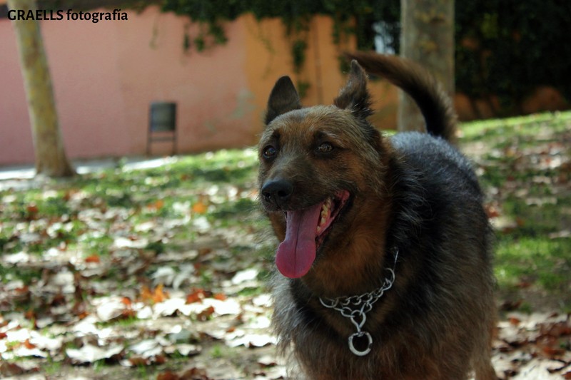 Graells fotografía presta servicio en la subcategoría de  en 