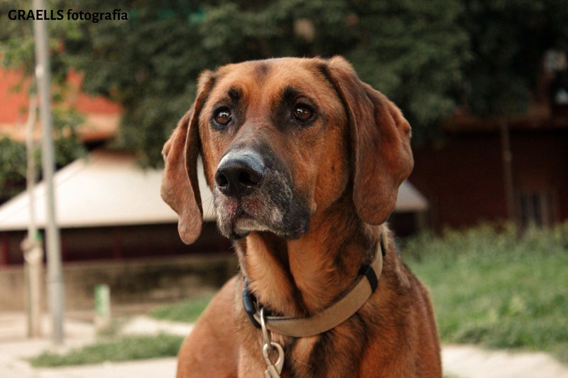 Graells fotografía presta servicio en la subcategoría de  en 