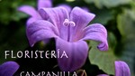 Floristería Campanilla