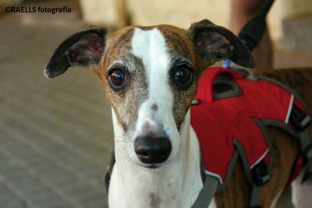 Graells fotografía presta servicio en la subcategoría de Fotógrafos fiestas, comuniones o bautizos en Barcelona