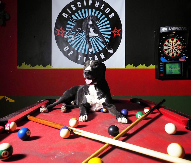 DISCÍPULOS DE TITÁN presta servicio en la subcategoría de  en 