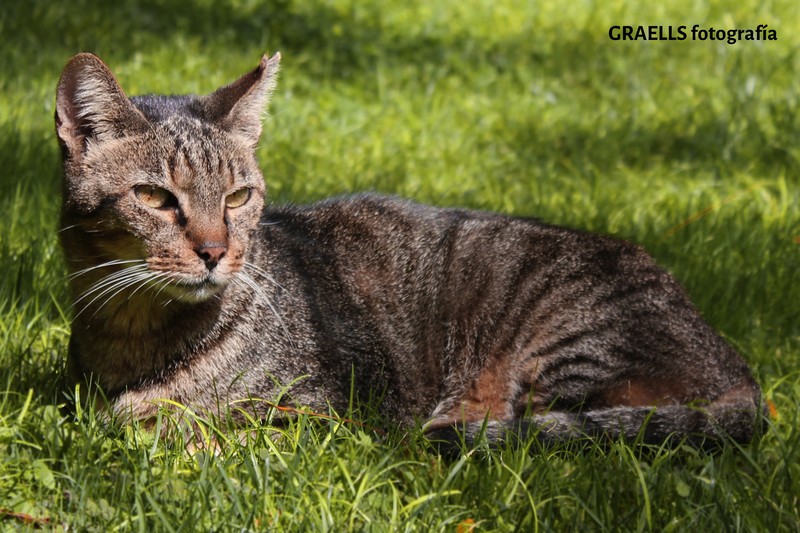 Graells fotografía presta servicio en la subcategoría de  en 